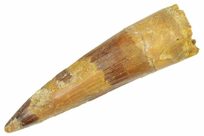 Fossil Spinosaurus Tooth - Real Dinosaur Tooth #363083